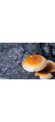 검은비늘버섯 (Pholiota adiposa (Batsch) P. Kumm.)