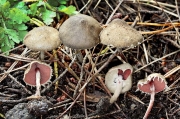 잔피막흑주름버섯 (Melanophyllum haematospermum (Bull.) Kreisel > Melanophyllum echinatum (Roth) Singer > Lepiota haematosperma (Bull.) Boud.)