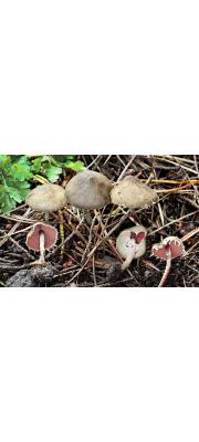 잔피막흑주름버섯 (Melanophyllum haematospermum (Bull.) Kreisel > Melanophyllum echinatum (Roth) Singer > Lepiota haematosperma (Bull.) Boud.)