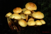 진노랑비늘버섯 (Pholiota alnicola (Fr.) Sing.  > Pholiota alnicola (Fr.) Sing. var. alnicola)