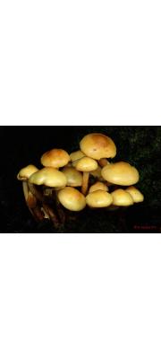 진노랑비늘버섯 (Pholiota alnicola (Fr.) Sing.  > Pholiota alnicola (Fr.) Sing. var. alnicola)