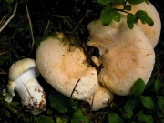 다발방패버섯 (Albatrellus confluens (Alb. & Schw.) Kotl. & Pouz.)