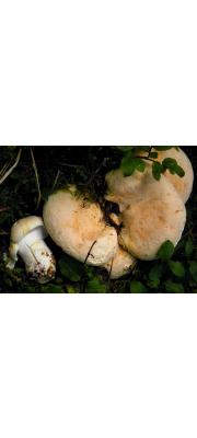다발방패버섯 (Albatrellus confluens (Alb. &amp; Schw.) Kotl. &amp; Pouz.)