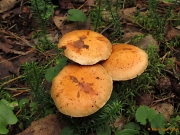개암비늘버섯 (Pholiota astragalina (Fr.) Sing.)