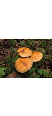 개암비늘버섯 (Pholiota astragalina (Fr.) Sing.)