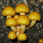 금빛비늘버섯 (Pholiota aurivella (Batsch) P. Kumm.)