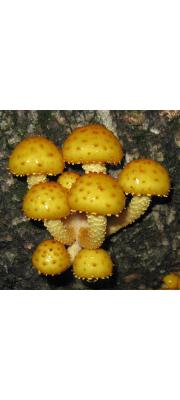 금빛비늘버섯 (Pholiota aurivella (Batsch) P. Kumm.)