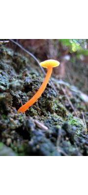 애기꽃버섯 (Hygrocybe. aurantia (Murrill) Natarajan &amp; Purush.)