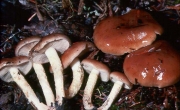한천비늘버섯 (Pholiota brunnescens A.H. Sm. & Hesler)