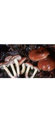 한천비늘버섯 (Pholiota brunnescens A.H. Sm. &amp; Hesler)