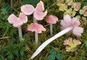 새벽꽃버섯 (Hygrocybe. calyptriformis (Berk.) Fayod.)