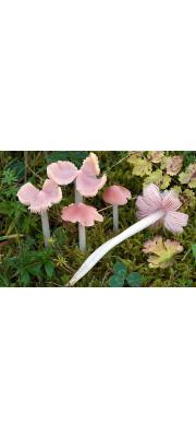 새벽꽃버섯 (Hygrocybe. calyptriformis (Berk.) Fayod.)