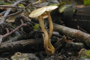 풀밭비늘버섯 (Pholiota conissans (Fr.) M.M. Moser  > Flamulla graminis (Quél.) Sing.)