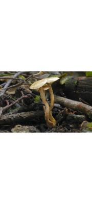 풀밭비늘버섯 (Pholiota conissans (Fr.) M.M. Moser  > Flamulla graminis (Quél.) Sing.)