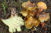 나무방패버섯 (Albatrellus syringae (Parmasto) Pouz..)