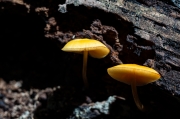 진황색난버섯 (Pluteus variabilicolor Babos, Annls hist .- nat. Mus. natn. hung. 70: 93 (1978))