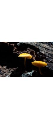 진황색난버섯 (Pluteus variabilicolor Babos, Annls hist .- nat. Mus. natn. hung. 70: 93 (1978))
