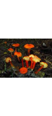 화병꽃버섯(물이끼꽃버섯, 흰뿔나팔버섯) (Hygrocybe. cantharellus (Schw.) Murr. > Hygrocybe lepida Arnolds > Craterellus cantharellus (Schw.) Fr. > Hygrocybe cantharellus f. sphagnicola Hongo)