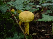 노랑비늘버섯 (Pholiota flammans (Batsch) P. Kumm.)
