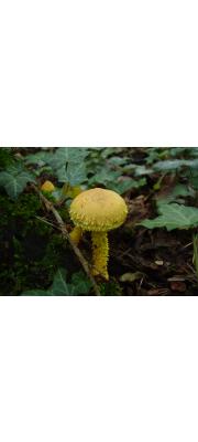 노랑비늘버섯 (Pholiota flammans (Batsch) P. Kumm.)