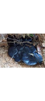 회청색방패버섯 (Albatrellus yasudae (Lloyd) Pouz.)