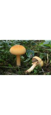 턱받이금버섯 (Phaeolepiota aurea (Matt.) Maire > Pholiota aurea (Matt.) Kumm. > Gymnopilus spectabilis (Fr.) Sing.)