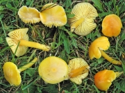 끈적노랑꽃버섯 (Hygrocybe. chlorophana (Fr.) Wünsche)