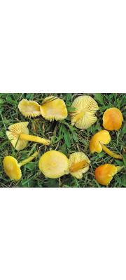 끈적노랑꽃버섯 (Hygrocybe. chlorophana (Fr.) Wünsche)