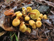 담황색비늘버섯 (Pholiota flavida (Schaeff.) Sing.)