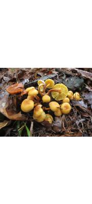담황색비늘버섯 (Pholiota flavida (Schaeff.) Sing.)