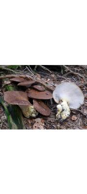 긴다리방패버섯(긴다리다발버섯) (Scutiger pes-caprae (Pers.) Bond. &amp; Sing.  > Albatrellus pes-caprae (Pers.) Pouz.)