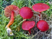 진빨간꽃버섯 (Hygrocybe coccinea (Schaeff.) P. Kumm.)