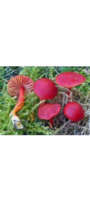 진빨간꽃버섯 (Hygrocybe coccinea (Schaeff.) P. Kumm.)