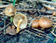 재비늘버섯 (Pholiota highlandensis (Peck) Smith & Hesler)