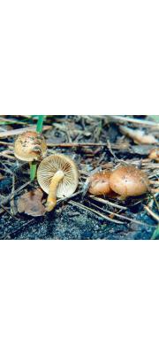 재비늘버섯 (Pholiota highlandensis (Peck) Smith &amp; Hesler)