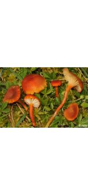 진빨간꽃버섯아재비 (Hygrocybe coccineocrenata (Orton) Moser)