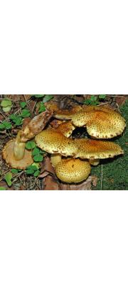 비듬비늘버섯 (Pholiota jahnii Tjall., Beuk. &amp; Bas)