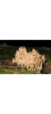 좀나무싸리버섯 (Artomyces pyxidatus (Pers.) Jül.  > Clavicorona pyxidata (Pers.) Doty)