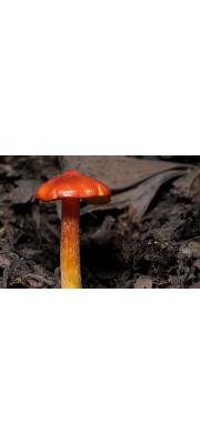 꽃버섯(붉은산무명버섯) (Hygrocybe conica (Schaeff.) P. Kumm.  > Hygrocybe nigrescens (Quél.) Kühn)