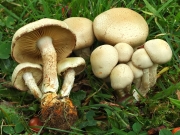 흰비늘버섯 (Pholiota lenta (Pers.) Sing.)