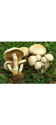 흰비늘버섯 (Pholiota lenta (Pers.) Sing.)