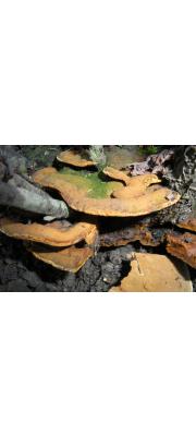 녹색말범부채버섯 (Phylioporia ribis (Schumach.) Ryv.  > Phellinus ribis (Schumach.) Quél.)