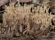 넉가래좀나무싸리버섯(넉가래나무싸리버섯) (Artomyces turgidus (Lév.) Jül. > Clavicorona turgida (Lév.) Corner)