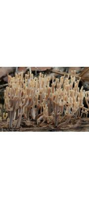 넉가래좀나무싸리버섯(넉가래나무싸리버섯) (Artomyces turgidus (Lév.) Jül. > Clavicorona turgida (Lév.) Corner)