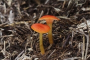 주황아기꽃버섯 (Hygrocybe cruenta (Hongo) Hongo)