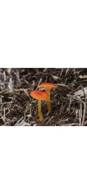 주황아기꽃버섯 (Hygrocybe cruenta (Hongo) Hongo)