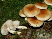 꽈리비늘버섯(갈색밋밋한비늘버섯) (Pholiota lubrica (Pers.) Sing.)