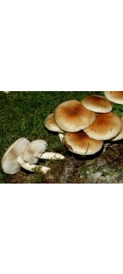 꽈리비늘버섯(갈색밋밋한비늘버섯) (Pholiota lubrica (Pers.) Sing.)