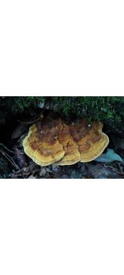 황갈색범부채버섯(범부채겨우살이버섯, 범부채대구멍버섯) (Phylioporia spathulata (Hook.) Ryv.  > Coltricia cumingii (Berk.) Teng(범부채겨우살이버섯) > Onnia cumingii (Berk.) Imaz.(범부채대구멍버섯))
