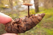 솔방울털버섯 (Auriscalpium vulgare Gray)